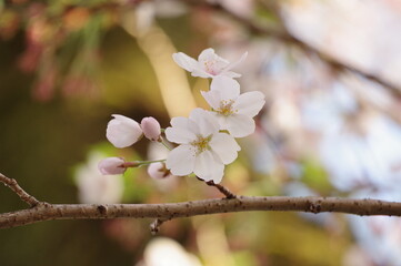 桜