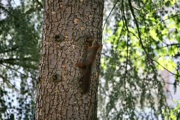 Squirrel climbing on a tree