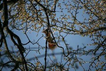 Squirrel climbing on a tree
