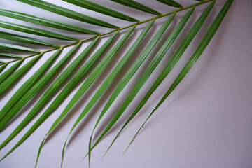 Fresh Palm leaf on gray background. Topical palm leaf top view. 
