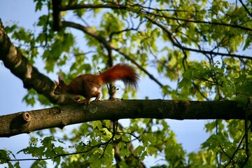 Squirrel climbing on a tree