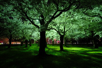 Obraz premium 五稜郭の夜桜