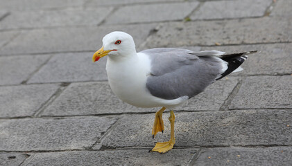 seagull walking around the square with its large yellow webbed legs