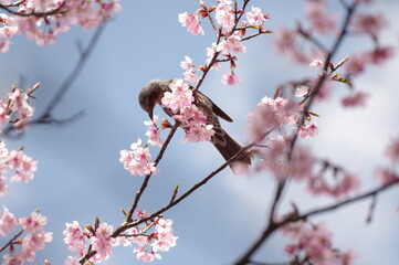 桜とヒヨドリ