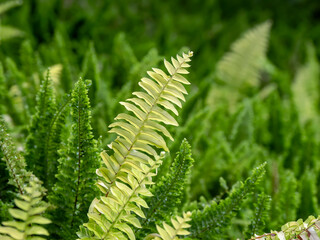 Green fern tree growing in summer. Fern with green leaves on natural background.