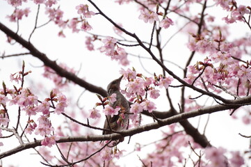 桜とヒヨドリ