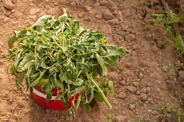 cut tomato leaves in a red bucket on the ground background