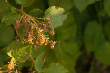 Naklejka premium unripe raspberries on a green blurred background with space for text