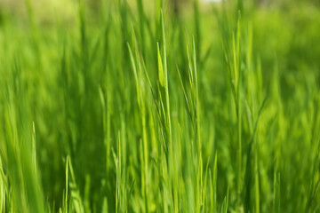 Fototapeta na wymiar Beautiful vibrant green grass growing outdoors on sunny day, closeup
