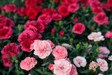 Many beautiful blooming carnations as background, closeup