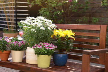 Fototapeta na wymiar Many different beautiful blooming plants in flowerpots on wooden bench outdoors