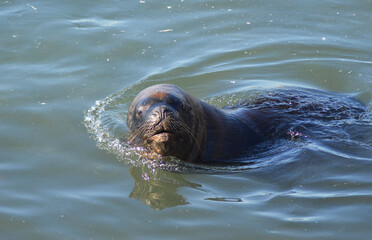 
sea ​​lion on the coast of southern chile