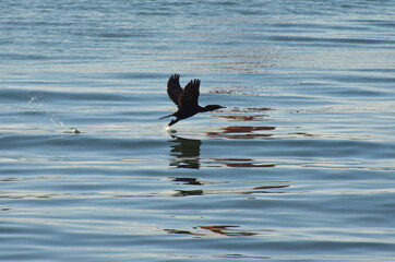 
seabird in the pacific ocean in chile