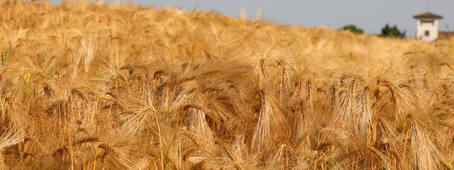 ears of wheat ripening in the cultivated field and the farm in the background