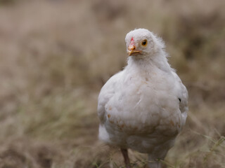 White newly born chick of Poland chicken