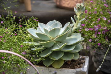 Exotic succulent plants. Evergreen Echeveria Perle von Nurnberg rosette of blue and green leaves. Succulent, cactus growing in a pot in the garden. Scandinavian modern home decoration
