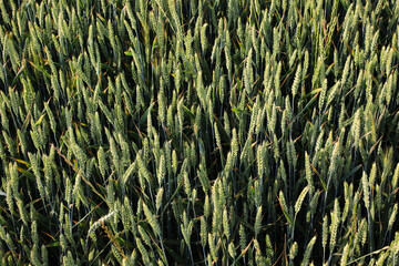 green ears of wheat ripening in the cultivated field