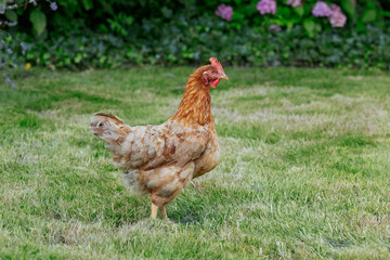 Brown red Sussex chicken free range in garden