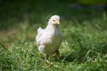 Little newly born white chick of Poland chicken