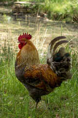 Young rooster on a farm. Colorful rooster on the farm