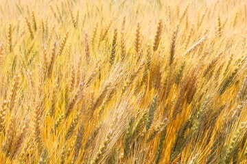 ウクライナの希望と国旗  麦畑小麦　大麦