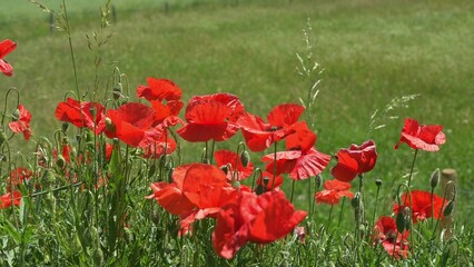 Red poppies in the field. Real time of bee on flower in wind. European honey bee. Apis mellifera in Switzerland.