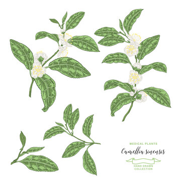 Camellia sinensis plant. Collection of tea branches with flowers and leaves. Vector botanical illustration. Colorful vitage style.