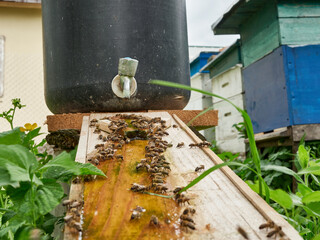 Bees drink water from a drinking bowl in an apiary. Care and work with bees. Making honey. Apiculture.
