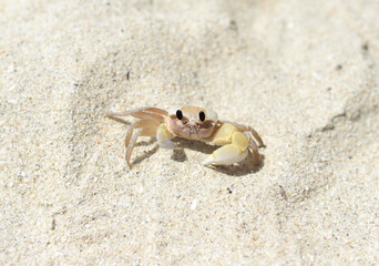 Atlantic ghost crab at Doc Let beach in Vietnam