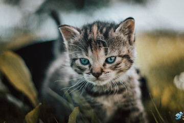 Innocent newborn domestic cat discovers wildlife around the house and undergoes immediate...