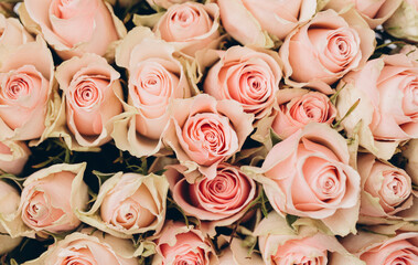 pink roses background