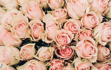 pink roses background