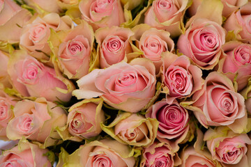 pink roses bouquet