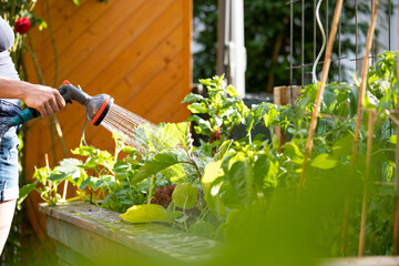 Urban gardening: Watering fresh vegetables and herbs on fruitful soil in the own garden, raised bed.