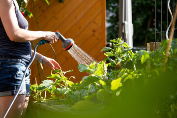 Urban gardening: Alternative woman watering fresh vegetables and herbs on fruitful soil in the own garden, raised bed.