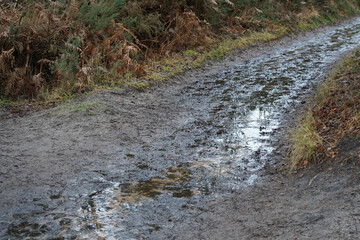 View of a muddy footpath in woodland