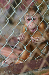 funny monkey with a wide open mouth and a surprised muzzle in a cage at the zoo. animals in captivity. protection of wild animals