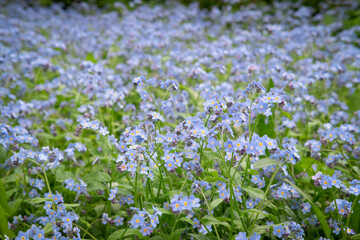 Obraz na płótnie Canvas Flowers blossom on a field with dark blurred background. Water forget-me-not or Scorpion-grass sky-blue petals. Spring and summer meadow or forest dark backdrop. Edible garden herbs. Selective focus