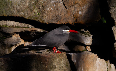 Inca tern standing
