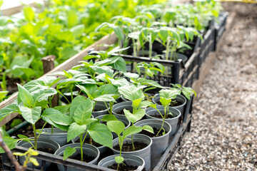 plant seedlings, vegetables in the garden,