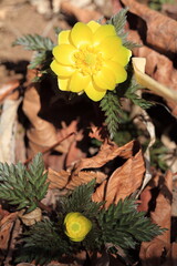 春を告げる代表的な黄色い花