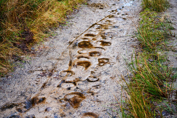 View of a muddy footpath in woodland