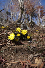 春を告げる代表的な黄色い花