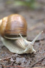 snail's portrait