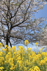 揃って咲き誇る桜と菜の花