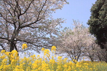 揃って咲き誇る桜と菜の花