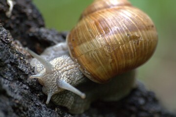 snail on a tree