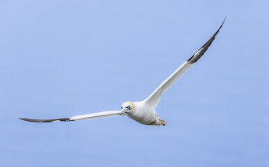 European gannet (Morus bassanus) in flight at Bempton Cliffs, a nature reserve run by the RSPB, at Bempton in the East Riding of Yorkshire, England