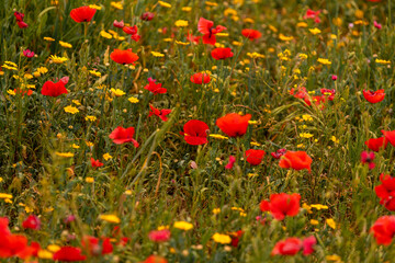 Fototapeta premium Poppy