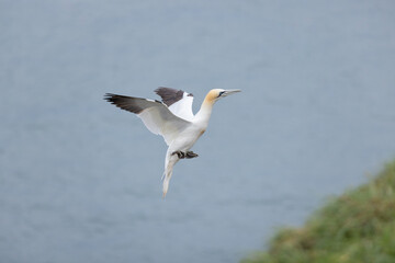 Fototapeta na wymiar European gannet (Morus bassanus) landing with wings open at Bempton Cliffs, a nature reserve run by the RSPB, at Bempton in the East Riding of Yorkshire, England